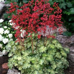 Heuchera Hercules