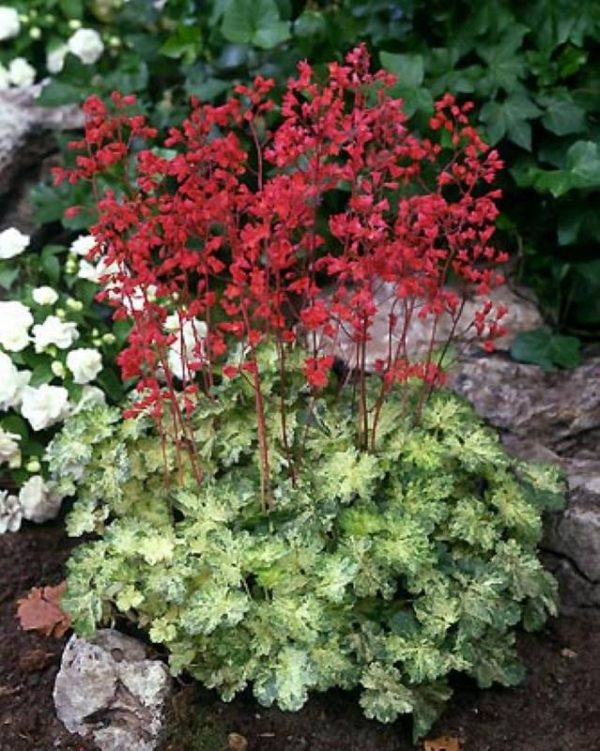 Heuchera Hercules
