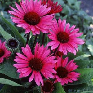 Echinacea Fatal Attraction®