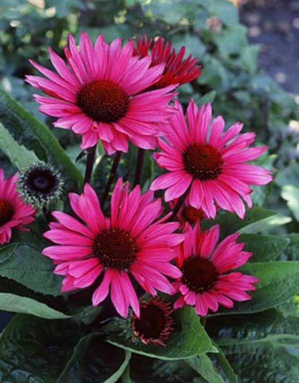 Echinacea Fatal Attraction®