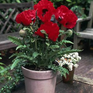 Papaver Scarlet O'Hara
