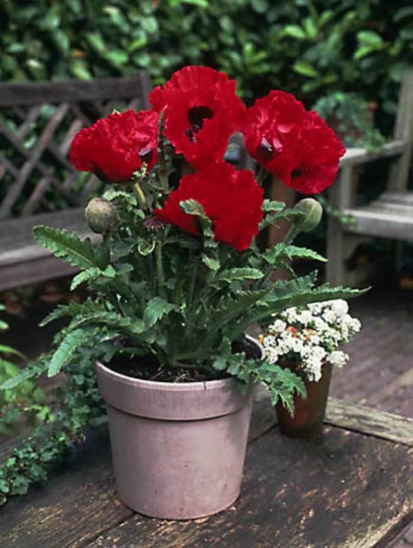 Papaver Scarlet O'Hara