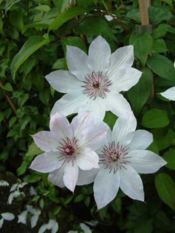 Clematis Fair Rosamond