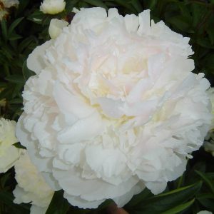 Paeonia  Fairy's Petticoat