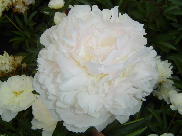 Paeonia  Fairy's Petticoat