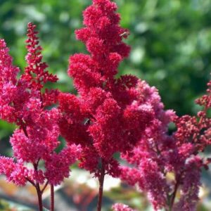 Astilbe Fanal