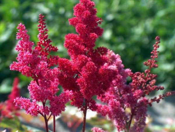 Astilbe Fanal