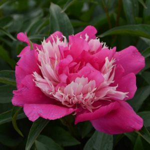 Paeonia  Fantastic