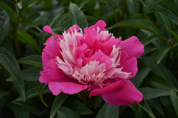 Paeonia  Fantastic