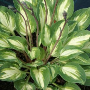 Hosta Fantasy Island