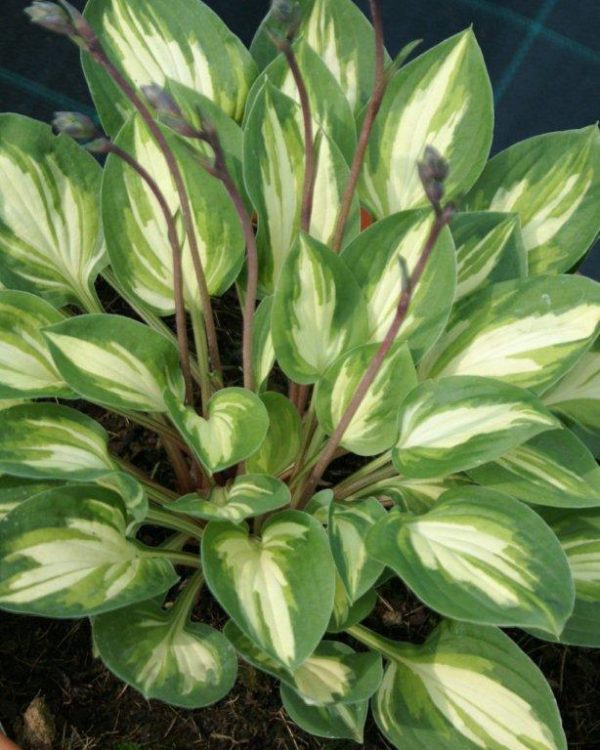Hosta Fantasy Island