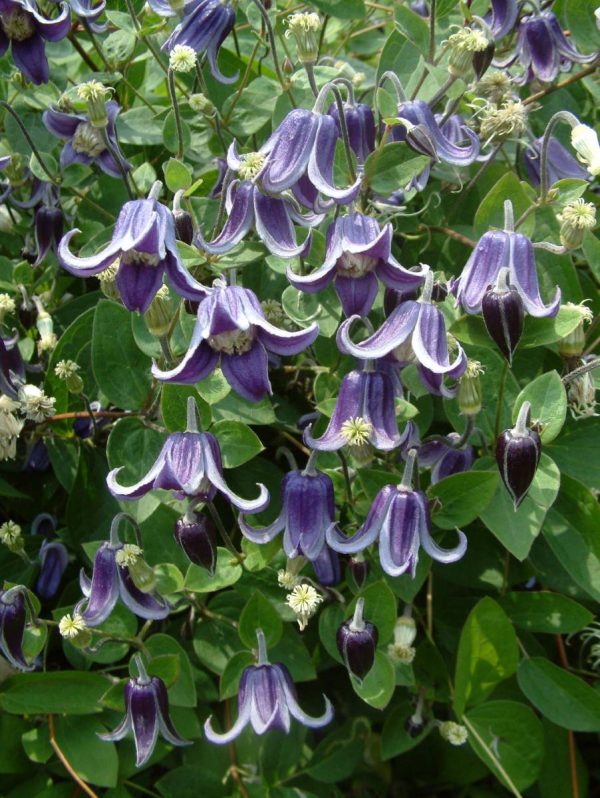 Clematis Fascination®