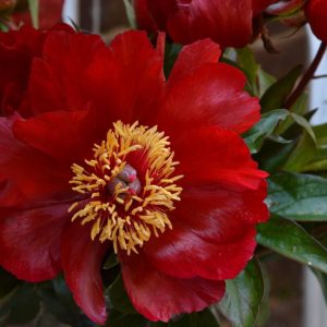 Paeonia  Favorita