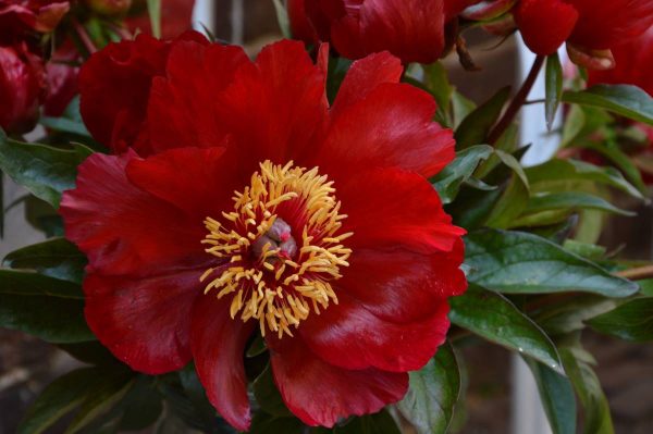 Paeonia  Favorita