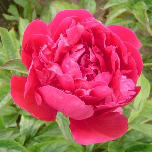 Paeonia  Felix Suprême