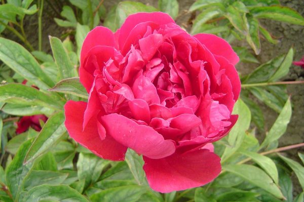 Paeonia  Felix Suprême