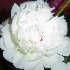 Paeonia  Festiva Maxima