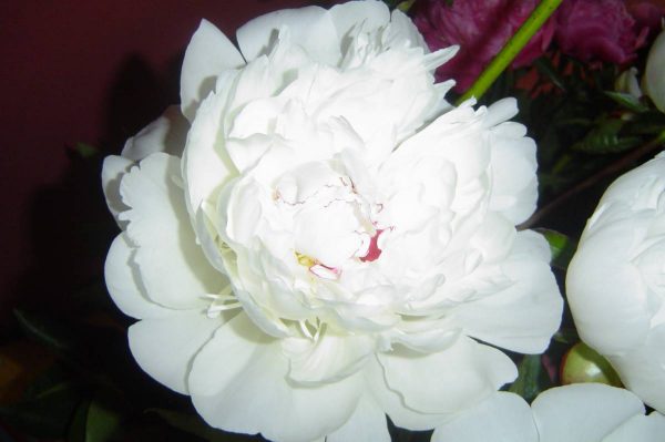 Paeonia  Festiva Maxima