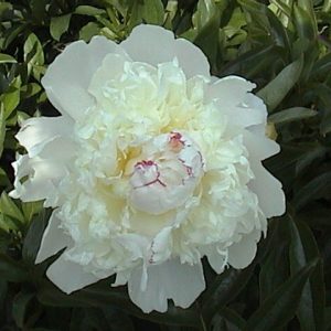 Paeonia  Festiva Suprême
