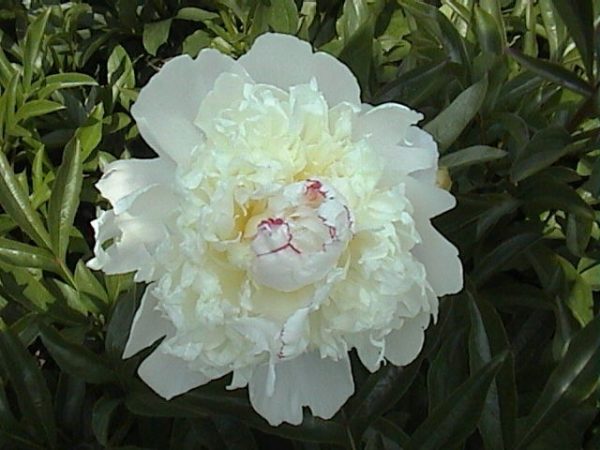 Paeonia  Festiva Suprême