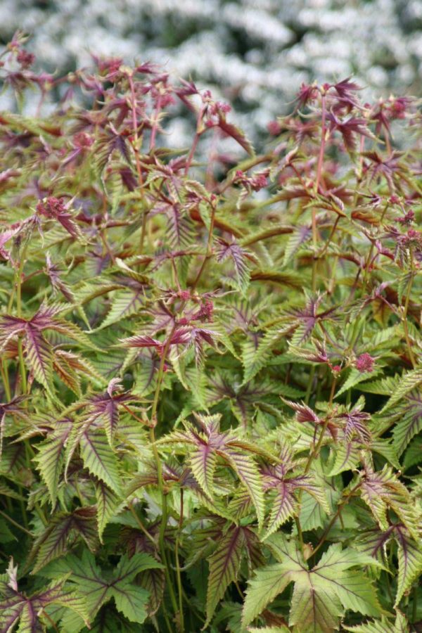 Filipendula Red Umbrellas®