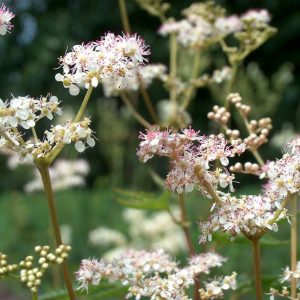 Filipendula