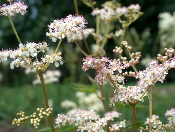Filipendula palmata Nana