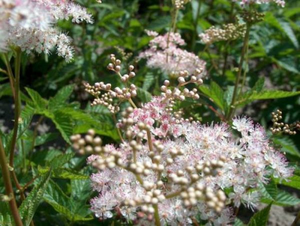 Filipendula purpurea Elegans
