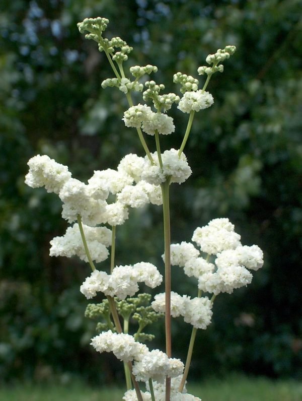 Filipendula vulgaris Plena
