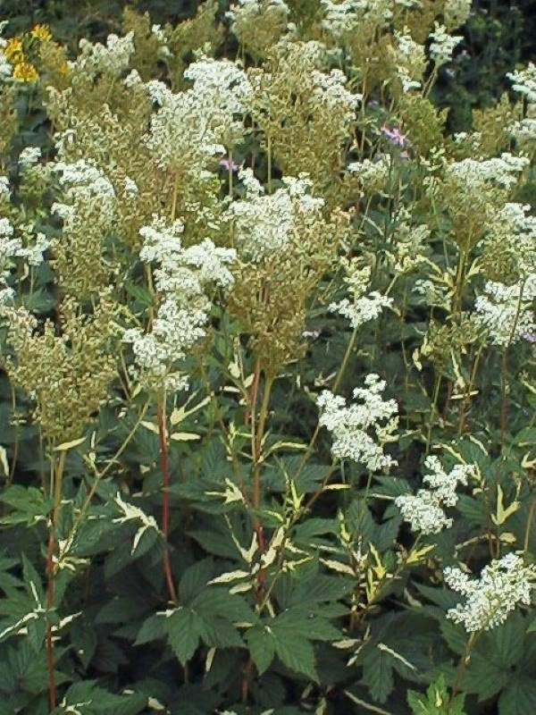 Filipendula ulmaria Variegata