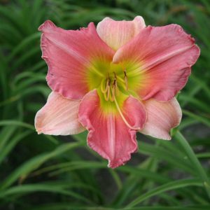 Hemerocallis Final Touch