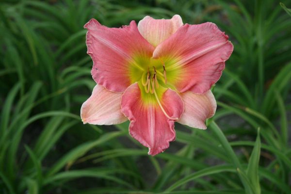 Hemerocallis Final Touch