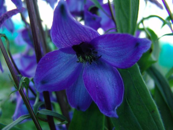 Delphinium elatum Finsteraarhorn