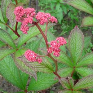 Rodgersia pinnata Fireworks®
