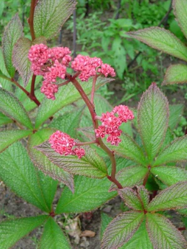 Rodgersia pinnata Fireworks®