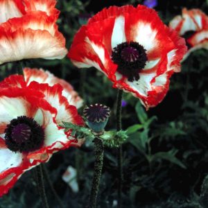 Papaver Flamenco