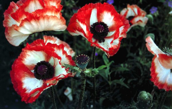 Papaver Flamenco