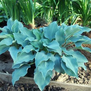 Hosta Flemish Sky