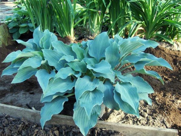 Hosta Flemish Sky