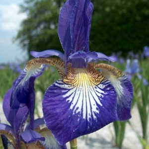 Iris sibirica Flight of Butterflies