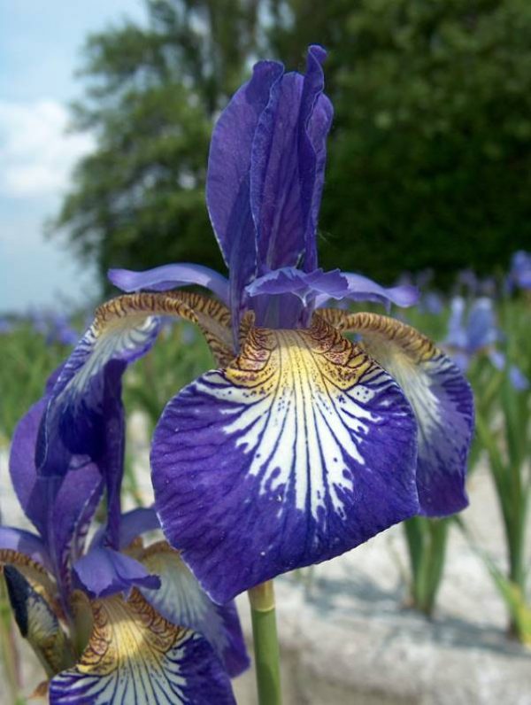 Iris sibirica Flight of Butterflies