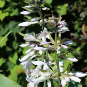 Hosta Empress Wu
