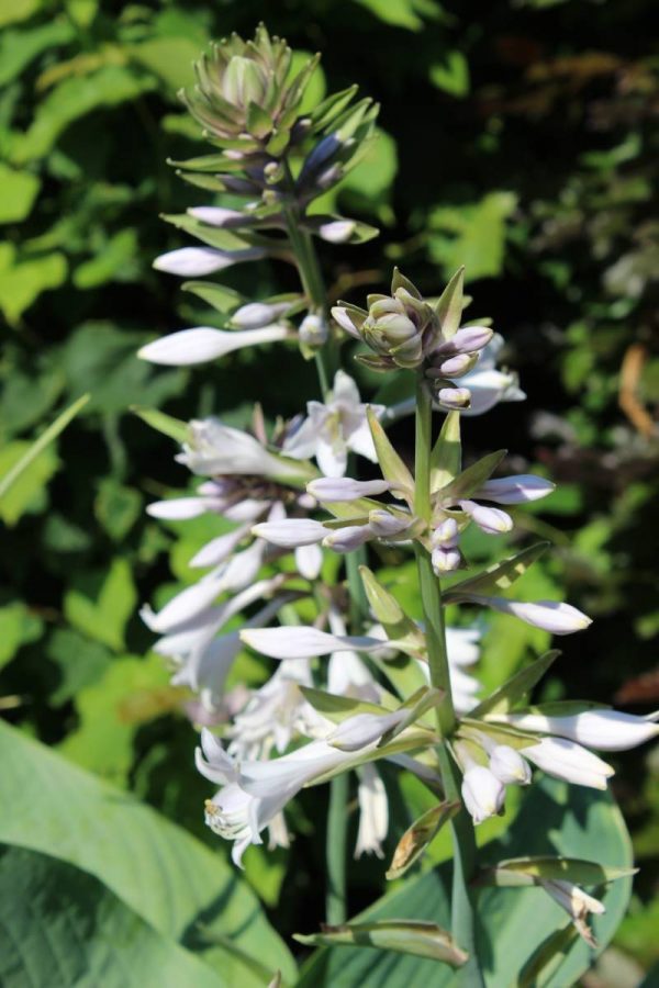 Hosta Empress Wu
