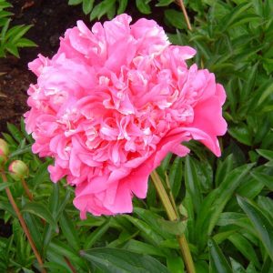 Paeonia  Francoise Ortega