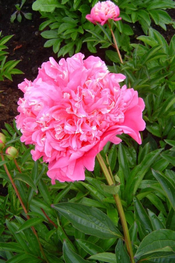 Paeonia  Francoise Ortega