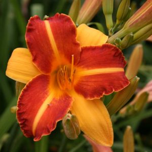 Hemerocallis Frans Hals