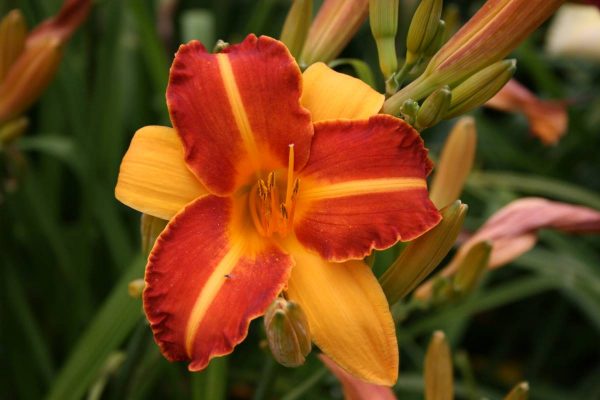 Hemerocallis Frans Hals