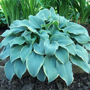 Hosta Frosted Dimples