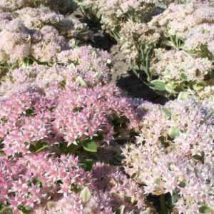 Sedum Frosty Morn