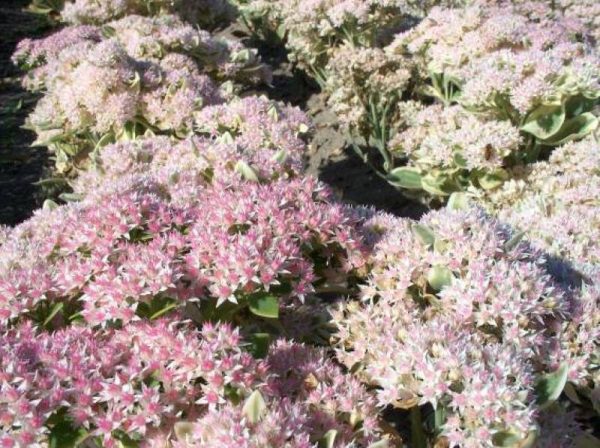 Sedum Frosty Morn